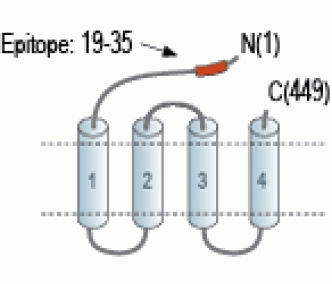 GABA(A) δ Receptor (extracellular) Blocking Peptide