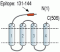 GABA(A) ε Receptor/GABRE (extracellular) Blocking Peptide
