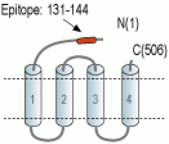 GABA(A) ε Receptor/GABRE (extracellular) Blocking Peptide