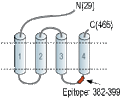 Anti-GABA(A) γ1 Receptor Antibody
