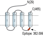 Anti-GABA(A) γ1 Receptor Antibody
