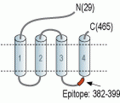 GABA(A) γ1 Receptor Blocking Peptide