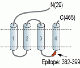 GABA(A) γ1 Receptor Blocking Peptide