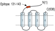 Anti-GABA(A) θ Receptor (GABRQ) (extracellular) Antibody