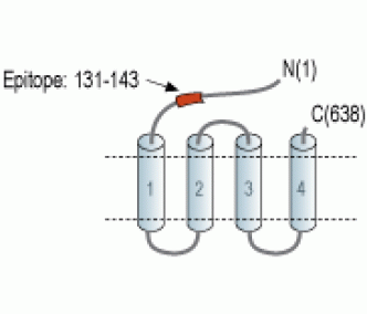 GABA(A) θ Receptor/GABRQ (extracellular) Blocking Peptide