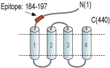 Anti-GABA(A) π Receptor (extracellular) Antibody