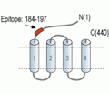GABA(A) π Receptor (extracellular) Blocking Peptide