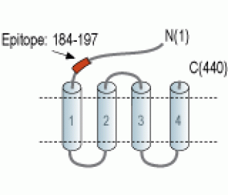 GABA(A) π Receptor (extracellular) Blocking Peptide