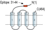 Anti-GABA(A) ρ3 Receptor (GABRR3) (extracellular) Antibody