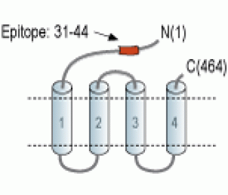GABA(A) ρ3 Receptor/GABRR3 (extracellular) Blocking Peptide