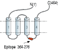 Anti-GABA(A) α5 Receptor Antibody