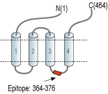 Anti-GABA(A) α5 Receptor Antibody
