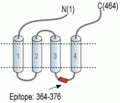 GABA(A) α5 Receptor Blocking Peptide