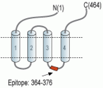 GABA(A) α5 Receptor Blocking Peptide