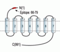 GABA(B) R1 (extracellular) Blocking Peptide