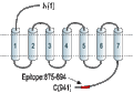 Anti-GABA(B) R2 Antibody