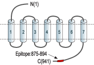 Anti-GABA(B) R2 Antibody