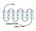 GABA(B) R2 Blocking Peptide