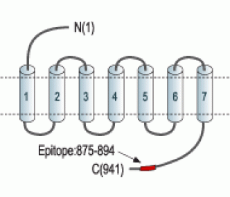 GABA(B) R2 Blocking Peptide