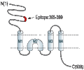Anti-NMDAR1 (GluN1) (extracellular) Antibody