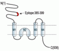NMDAR1/GluN1 (extracellular) Blocking Peptide