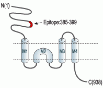 NMDAR1/GluN1 (extracellular) Blocking Peptide
