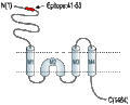Anti-NMDAR2A (GluN2A) (extracellular) Antibody