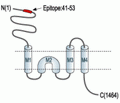 NMDAR2A/GluN2A (extracellular) Blocking Peptide
