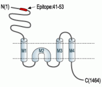 NMDAR2A/GluN2A (extracellular) Blocking Peptide