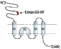 Anti-NMDAR2B (GluN2B) (extracellular) Antibody