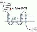 NMDAR2B/GluN2B (extracellular) Blocking Peptide
