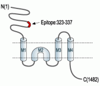 NMDAR2B/GluN2B (extracellular) Blocking Peptide