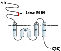 Anti-GluR2 (GluA2) (extracellular) Antibody