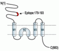 GluR2/GluA2 (extracellular) Blocking Peptide