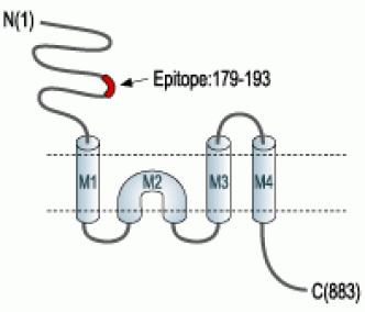 GluR2/GluA2 (extracellular) Blocking Peptide