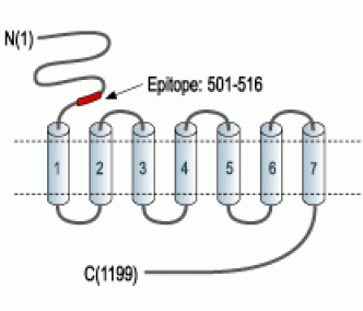 mGluR1 (extracellular) Blocking Peptide