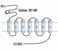 mGluR5 (extracellular) Blocking Peptide