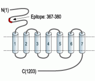 mGluR5 (extracellular) Blocking Peptide