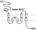 Anti-GRIK1 (GluK1) (extracellular) Antibody