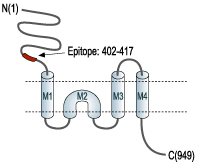 Anti-GRIK1 (GluK1) (extracellular) Antibody