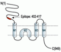 GRIK1/GluK1 (extracellular) Blocking Peptide