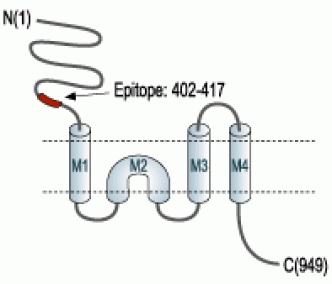 GRIK1/GluK1 (extracellular) Blocking Peptide