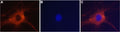 Anti-GRIK2 (GluK2) Antibody