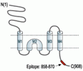 GRIK2/GluK2 Blocking Peptide