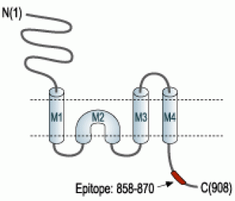 GRIK2/GluK2 Blocking Peptide