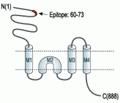 GluR3/GluA3 (extracellular) Blocking Peptide