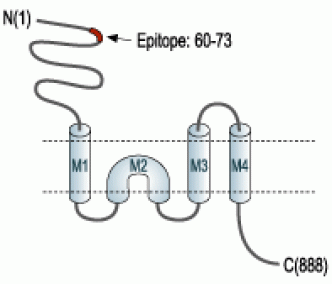 GluR3/GluA3 (extracellular) Blocking Peptide