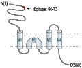 Anti-GluR3 (GluA3) (extracellular) Antibody