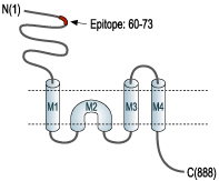 Anti-GluR3 (GluA3) (extracellular) Antibody