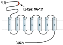 Anti-mGluR2 (extracellular) Antibody